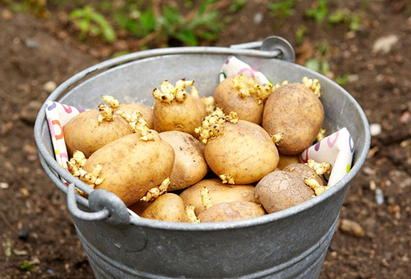 Spira potatis för plantering