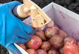 Processing potatoes before planting