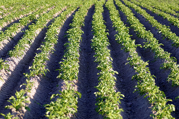 Potato beds