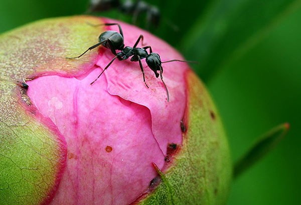 Ant on a peony