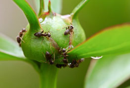 Myror på en pionknopp