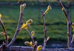 Grapes in spring