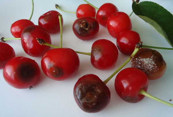 Cherry moniliosis