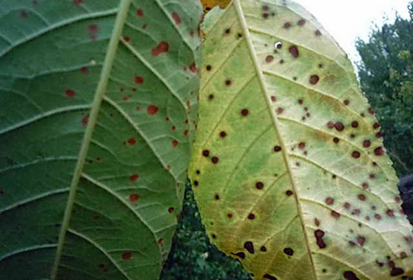 Clasterosporium on leaves