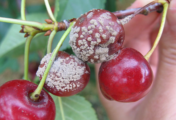 Cherry infested with anthracnose