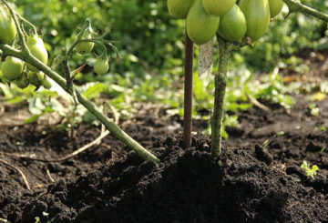 Arbusto de tomate después de aporque