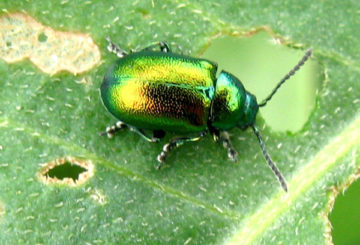 Escarabajo de hoja de acedera