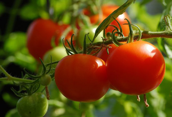Зреещи домати