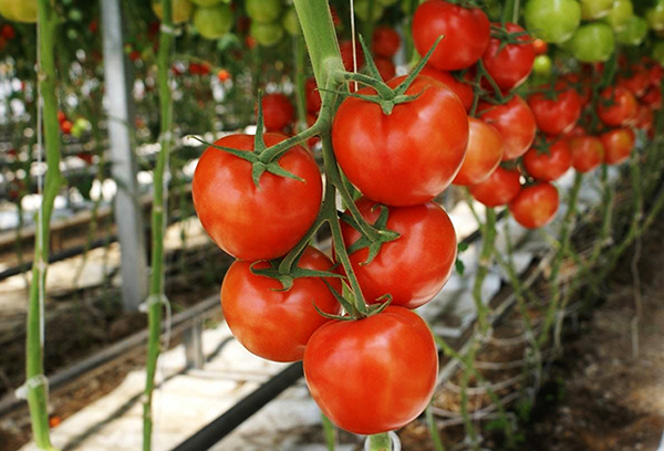 Ripe indeterminate tomatoes