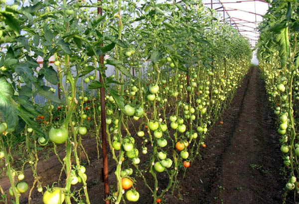 Indeterminate Tomatoes