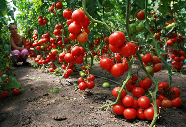 Harvest indeterminate tomatoes