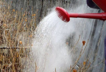 Procesamiento de grosellas con agua hirviendo.