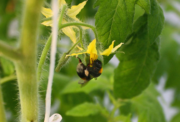 Пчела на доматено цвете