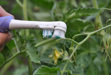 Polinización de tomates con cepillo de dientes.