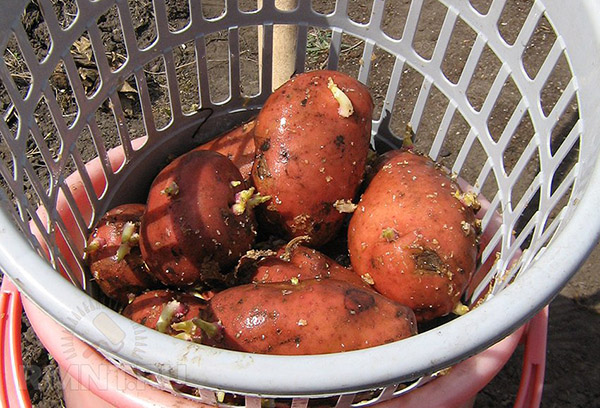 Potatis innan plantering