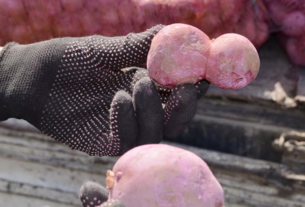 معالجة البطاطس بالمبيدات الحشرية قبل الزراعة