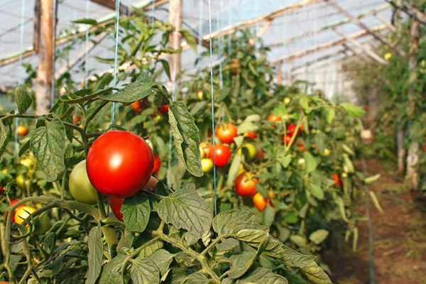 Tied tomatoes in a greenhouse