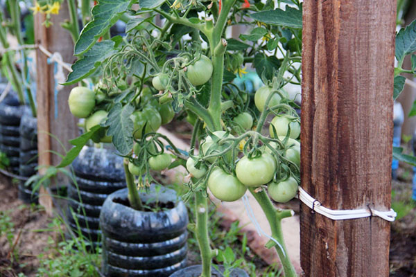 Tied tomatoes