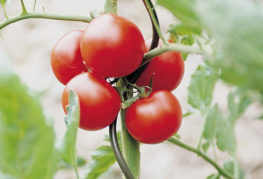Tomata legată cu o sârmă