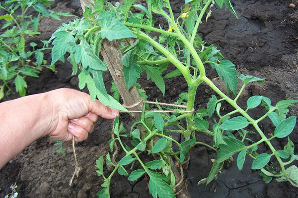 Garter tomato bush
