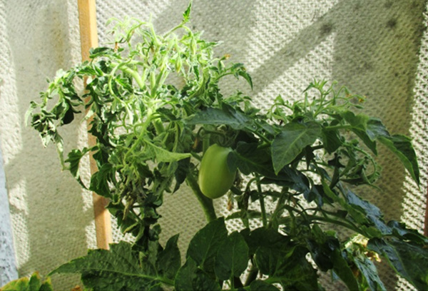 Fatty tomato bush in a greenhouse