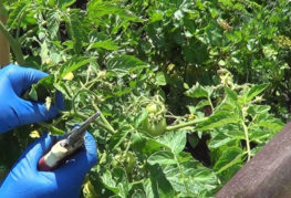 Pruning fattening tomatoes