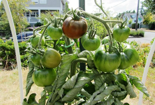Mogna tomater Black Prince