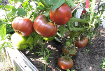 Arbusto de tomate Black Prince