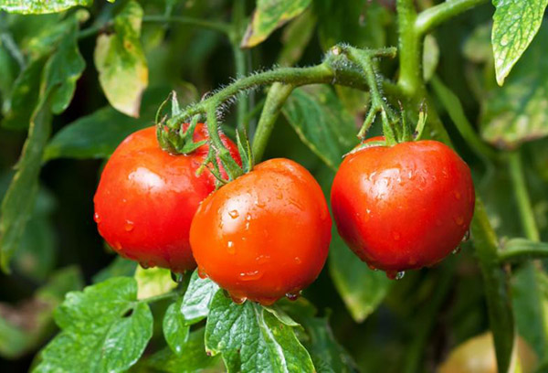 Dubok tomatoes
