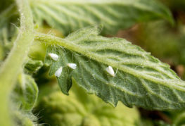 Whiteflies on a tomato leaf