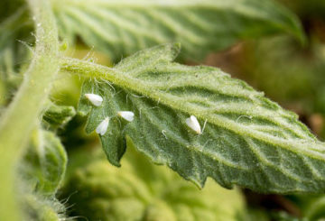 Moscas blancas en una hoja de tomate