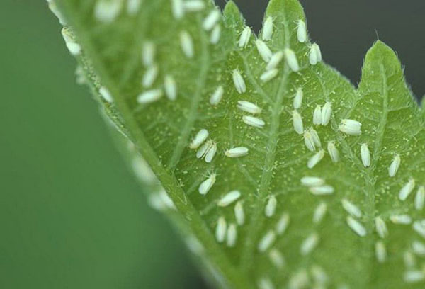 Whitefly infested tomato leaf