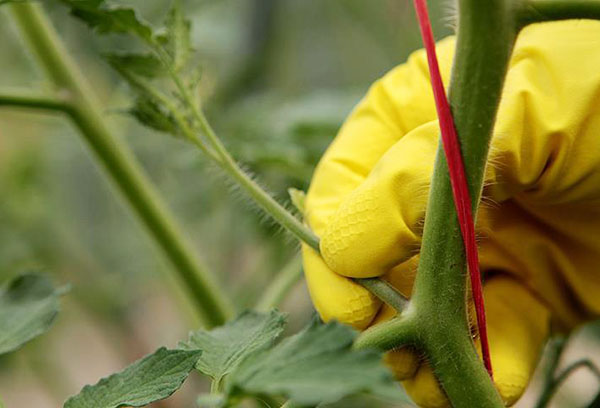 Styvson på en tomatbuske