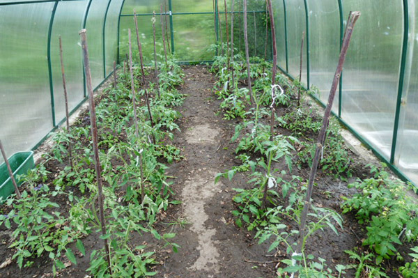 Tomater i växthuset efter vattning