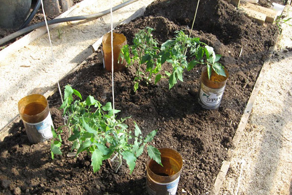 Droppflaska som bevattnar i en trädgård med tomater