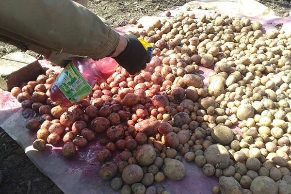Bearbeta potatis innan plantering