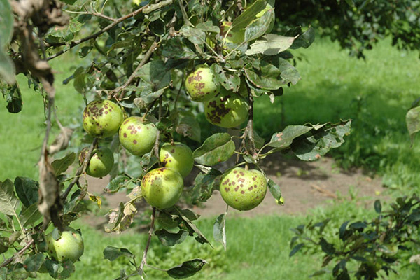 Scab-affected apple tree