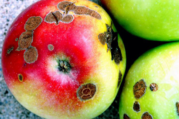 Scab on apples