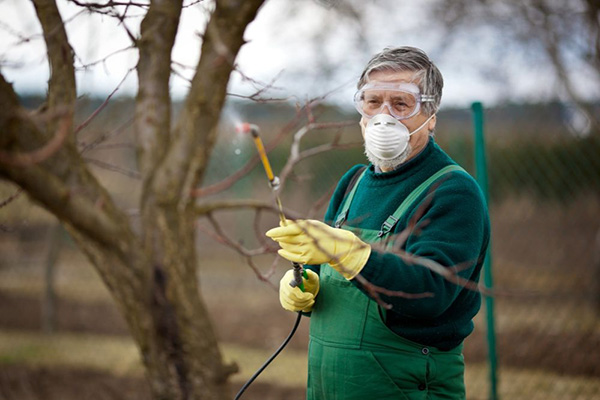 Een man sprenkelt een appelboom