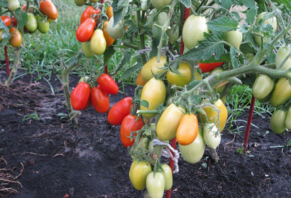 Nhiều loại cà chua