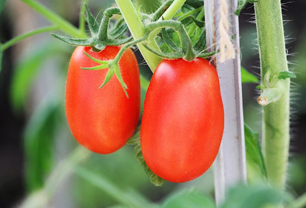 Совалката за узрели домати