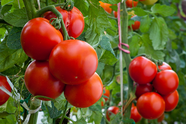 Ripe tomatoes of the Moskvich variety