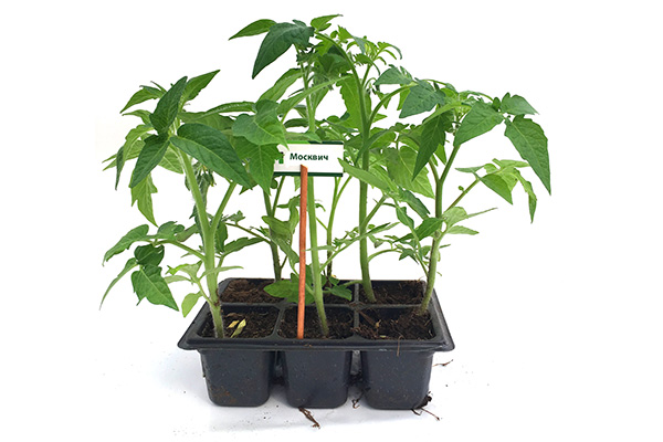 Plantor av tomater Moskvich