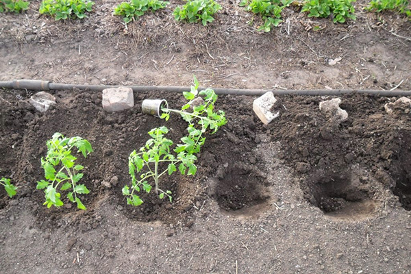 Planting tomato seedlings in the ground