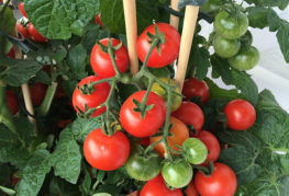 Moskvich tomato bush