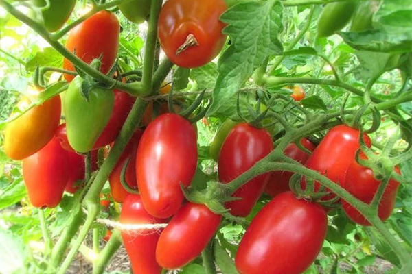 Người làm vườn Petrusha bụi cà chua với quả