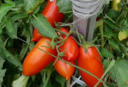 Tomatoes varieties Petrusha gardener