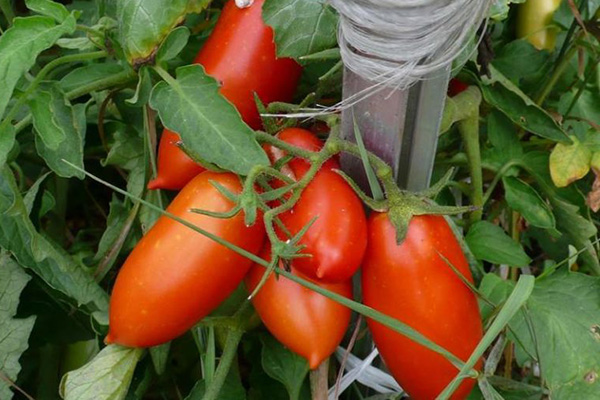 Tomatsorter Petrusha trädgårdsmästare
