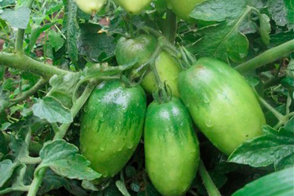 Mognande tomater Petrusha trädgårdsmästare