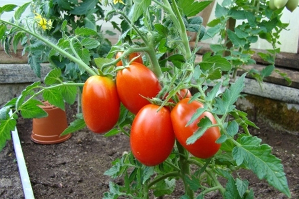 Tomatbuske med frukter